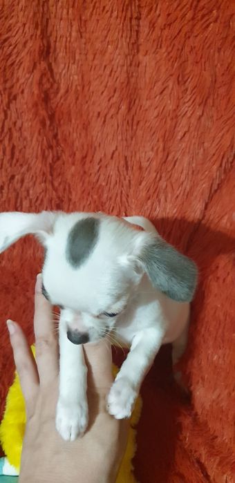 Щенок чихуахуа мальчик