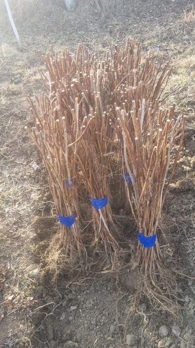 Puieti mesteacan tei platan