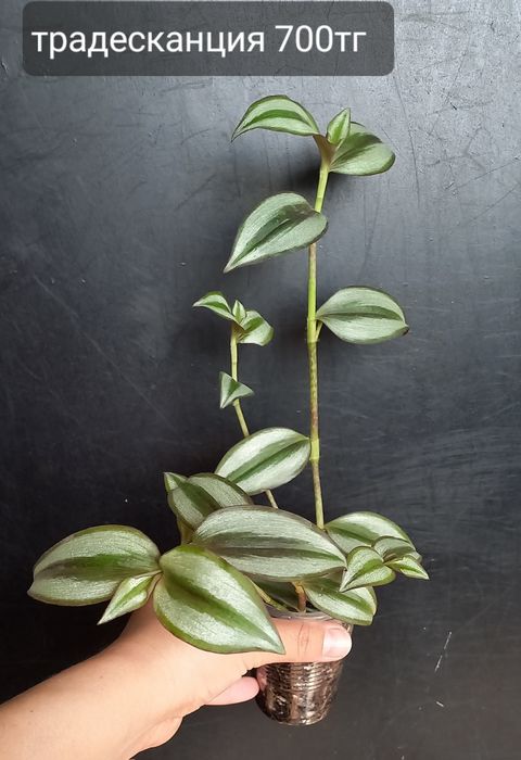 Комнатные цветы для уюта