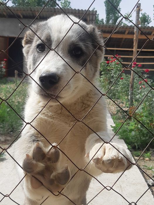 Алабай зотли  2 ойлик кучук