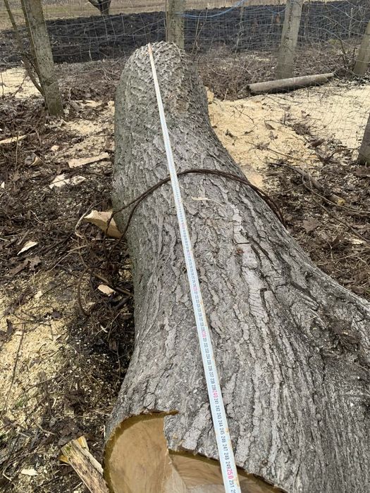 Lemn de Nuc , utilizat in scop de constrctie sau in scopul de creea ..