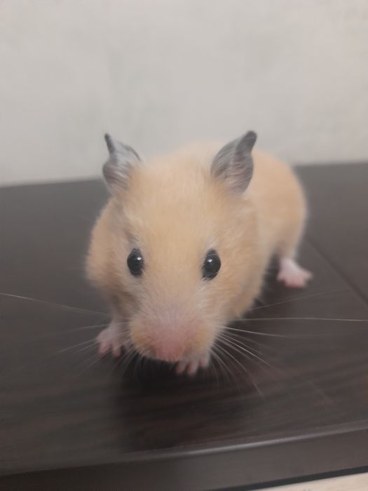 Продаётся сирийской хомячок девочка
