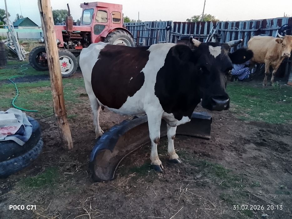 Продам коров !!!