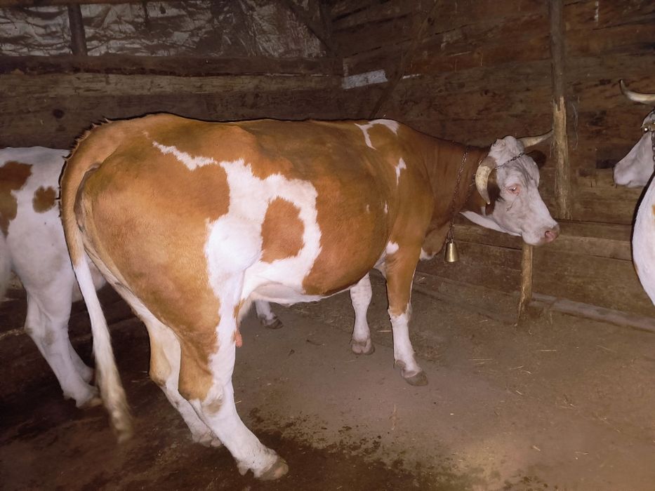 Vaca de abator ...