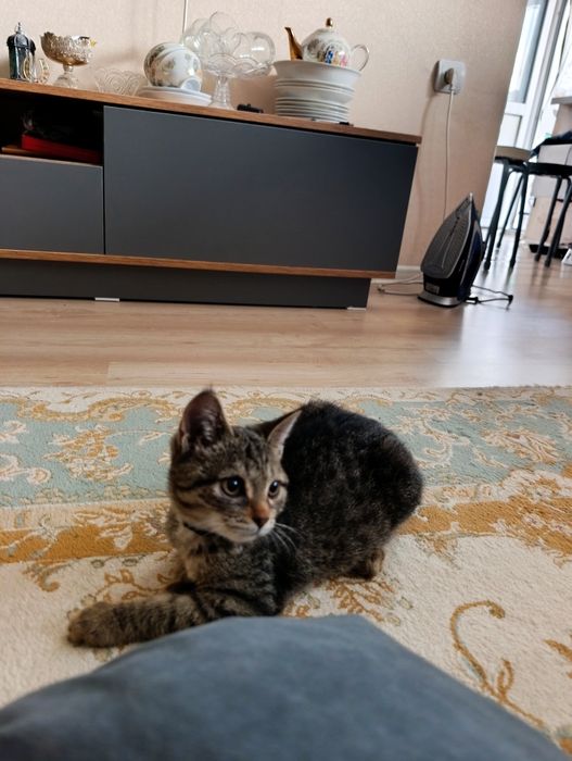 Отдам даром котенка