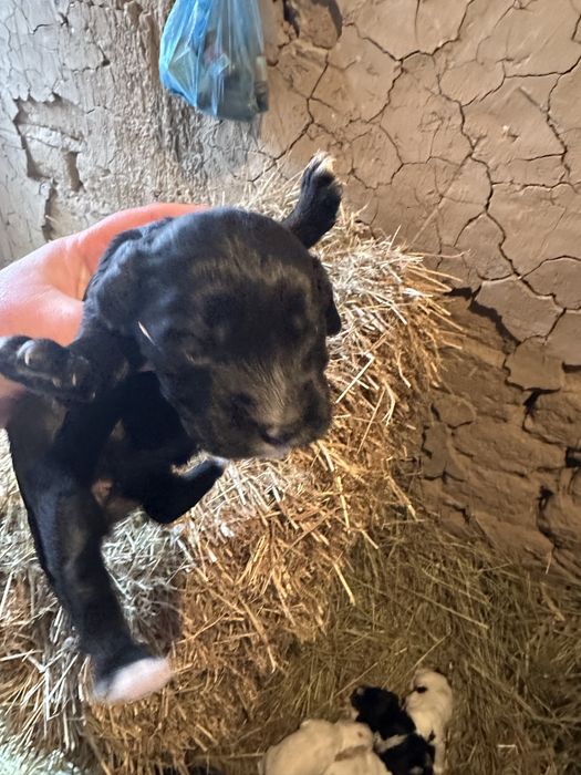 Англиский кокер спаниель охот щенята