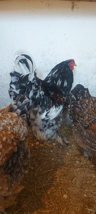 Ouă pt incubat Brahma Porțelan