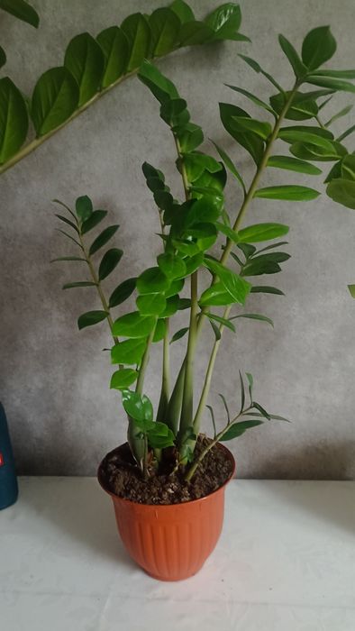 Продам цветок, долларовое дерево