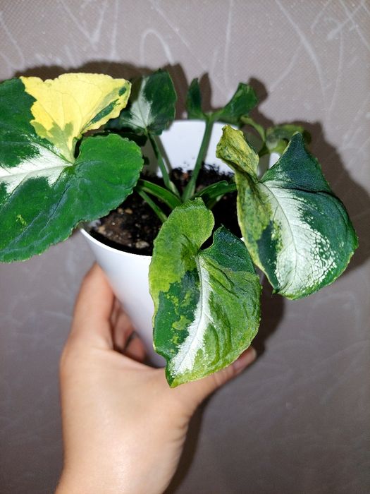 Продам комнатные растения