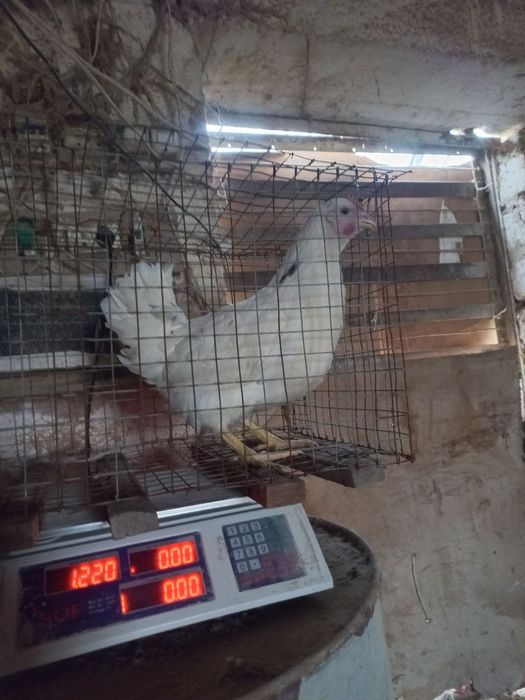 Несушка ломан сенди tuxum yoʻnnalishidagi firma oq  tovuqlari sotiladi