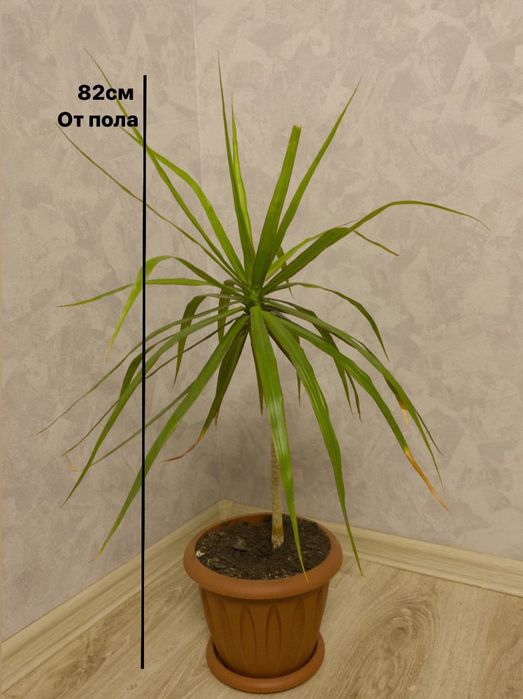 Драцена комнатные цветы