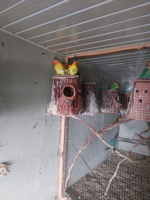 Qushlar  hammasi  sotiladi