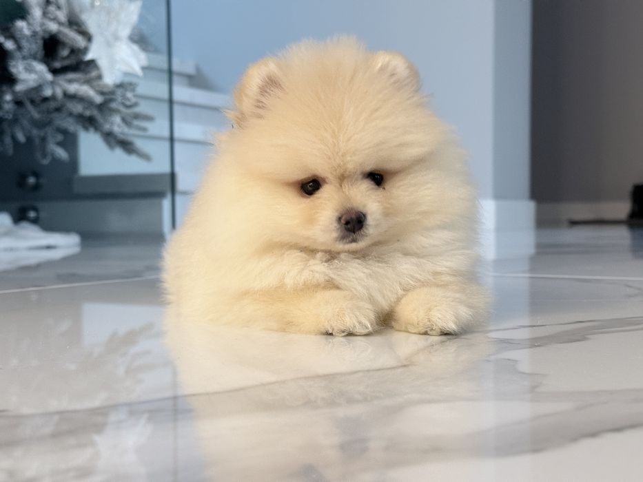 Померан на 2 месеца