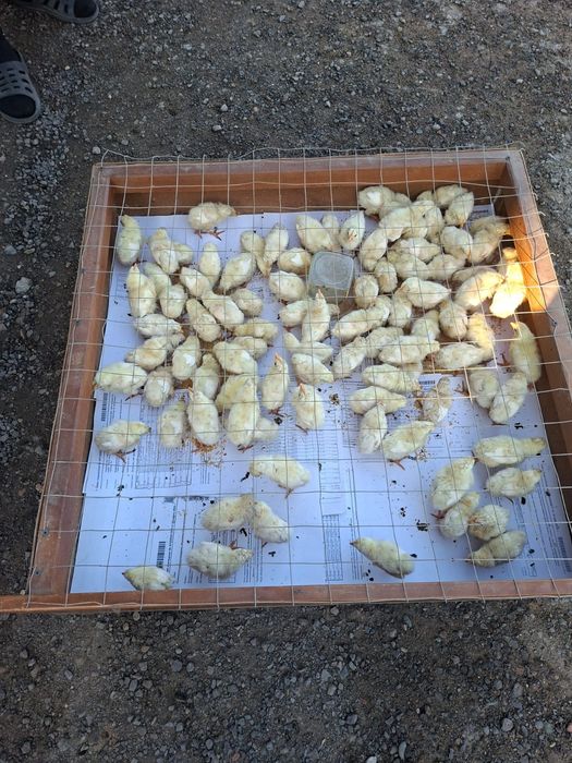 Продам цыплят петушков