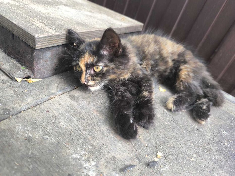Котёнок в добрые руки