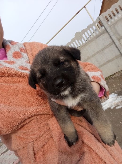 Отдам щенков в добрые руки