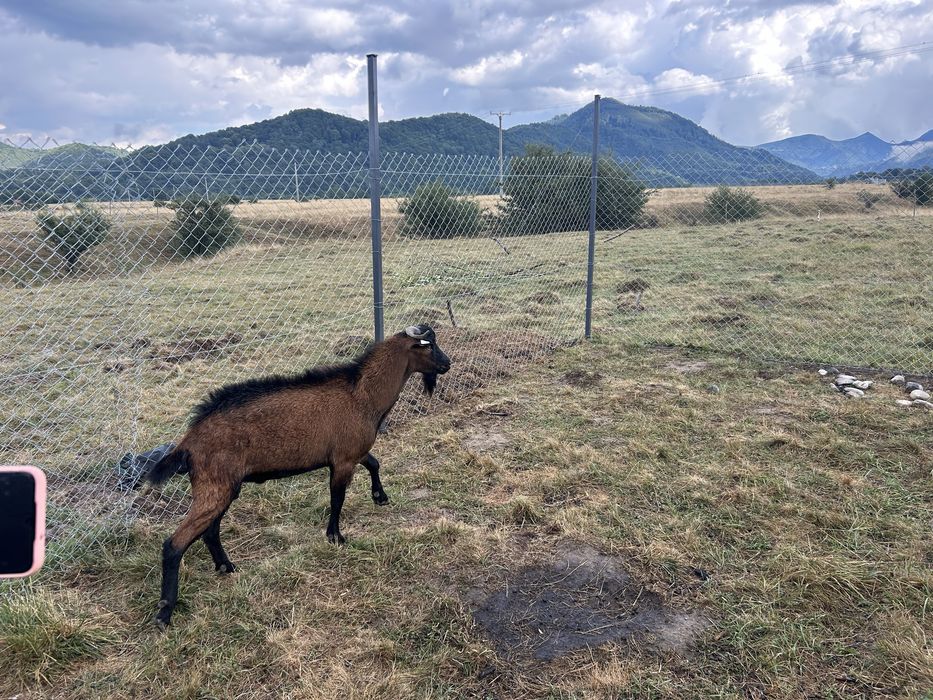 Tap Alpin Francez cu Pedigree