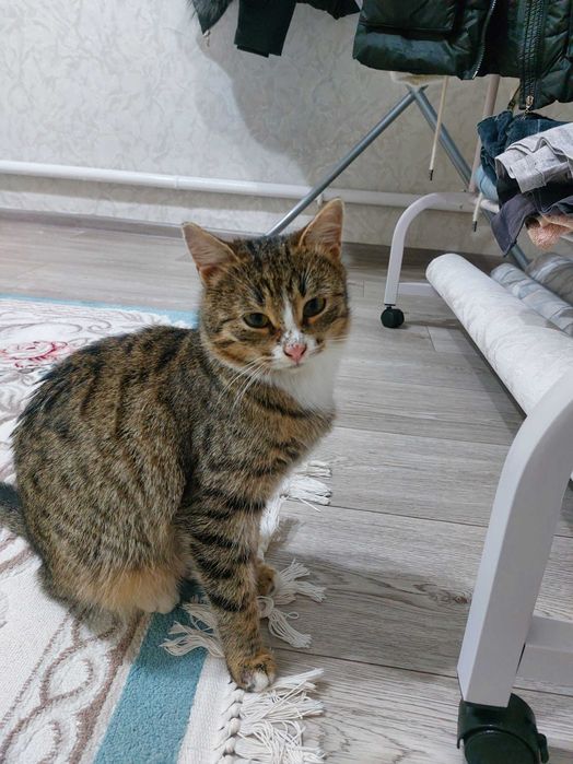 Кошечка девочка.