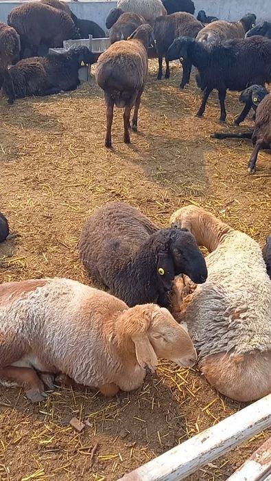 ЕДИЛБАЙ ЗОТДОР кози койлар сотилади оптим 1-кул