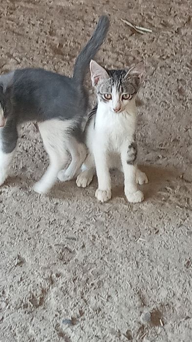 Котята в добрые руки с доставкой