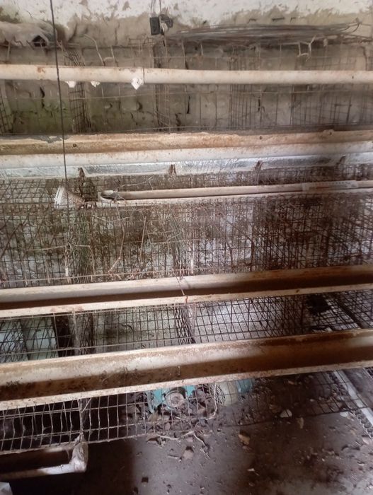 Tovuq katak sotiladi 500 Ta tovuqqa