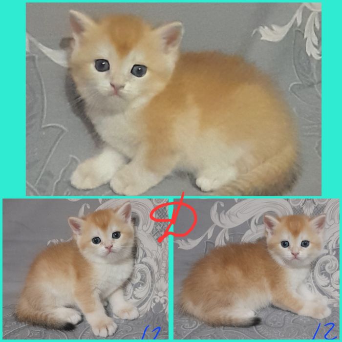 Продаются шикарные котята,золотая шиншилла..