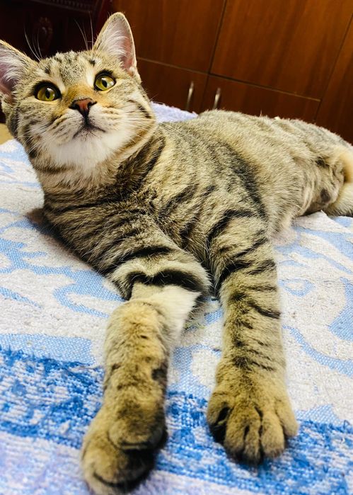 Стерилизаванная кошечка ищет дом