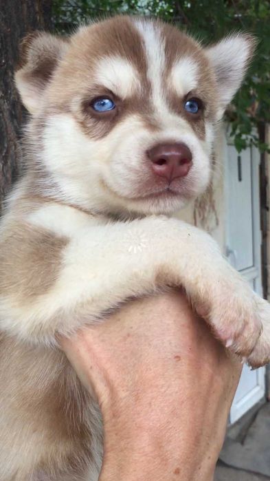 Я самый шоколадный