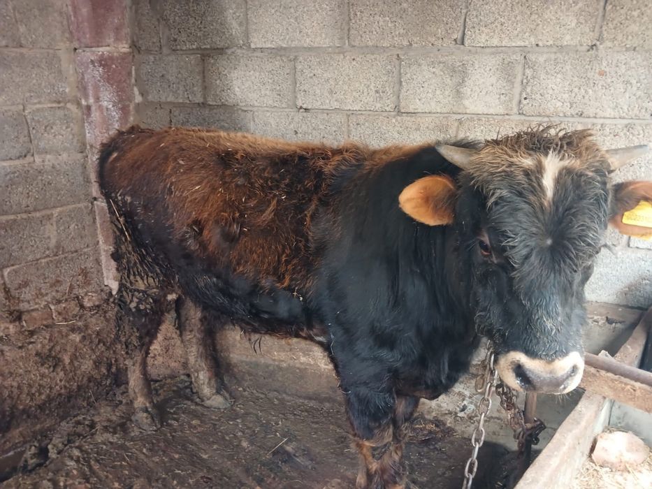 Бұқа сатылады 1 жарым жасар кормда тұрған