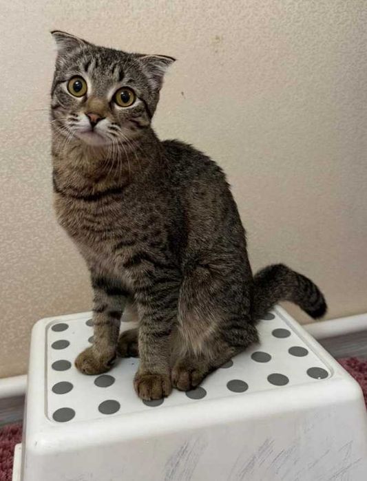 Отдам в добрые руки