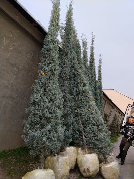 Arizonskiy Kiparis archalari sotiladi