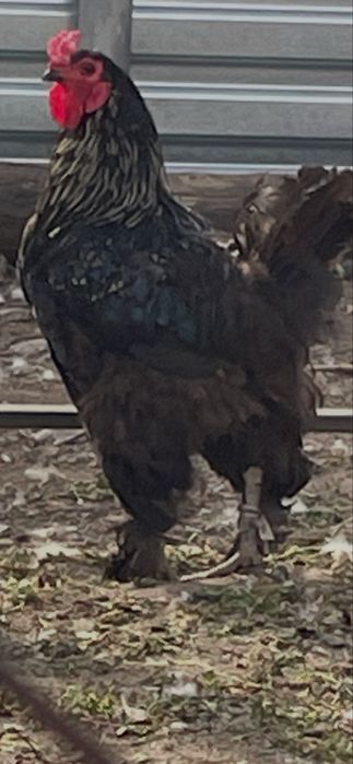 Петух Брама возраст 1год