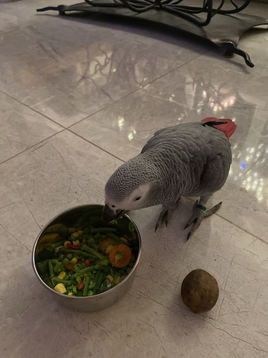 Papagal Jako de vanzare