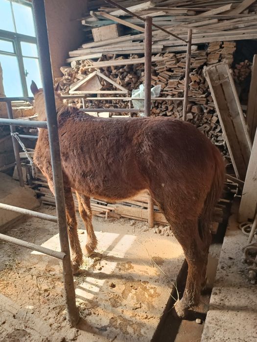 Toy sotiladi arzon narhlarda