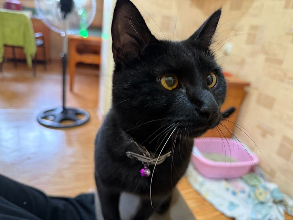 Отдам Кота в добрые руки