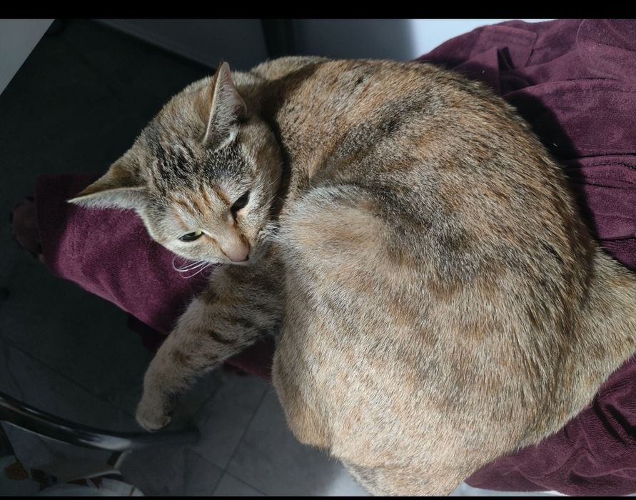 Ищем новый дом для нашей девочки