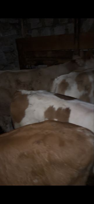 Vand vitei cu varsta cuprinsa intre 3 samtamani si 5 luni