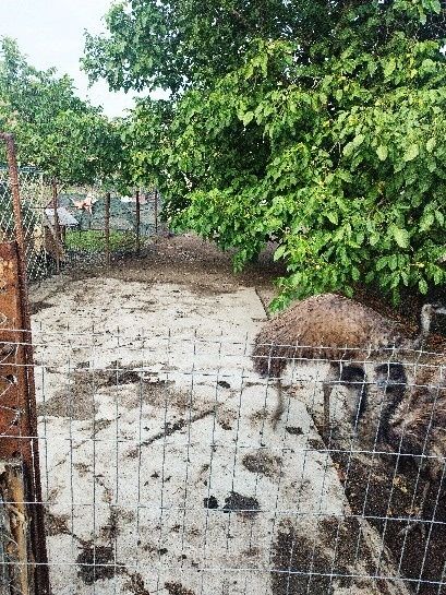 Struți emu de vânzare!