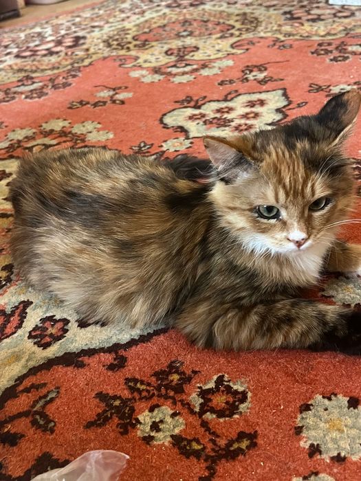 5 месячный котенок ищет дом