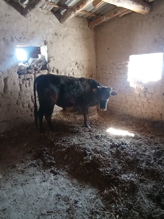 Novos sotiladi bir yarim yosh