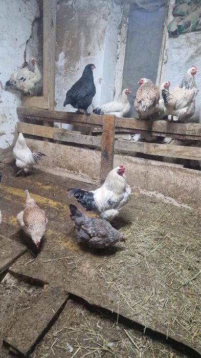 Продаю домашних петухов