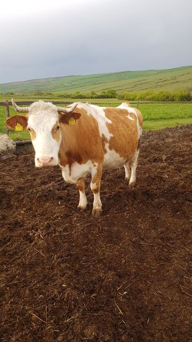 Vaca   cu   vitea