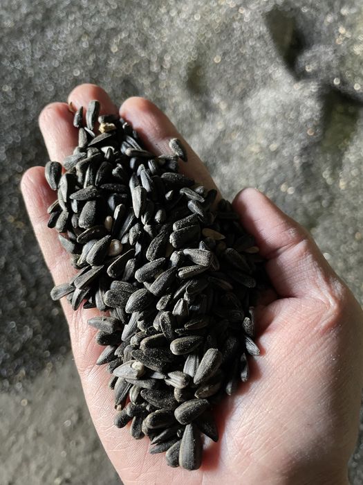 Подсолнух, чечевица красная от ТОО