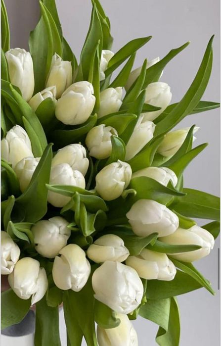 Тюльпаны для подарков