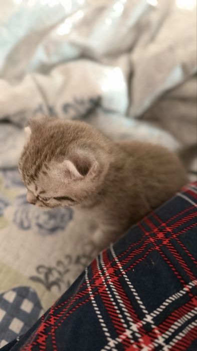 шотланская кошка