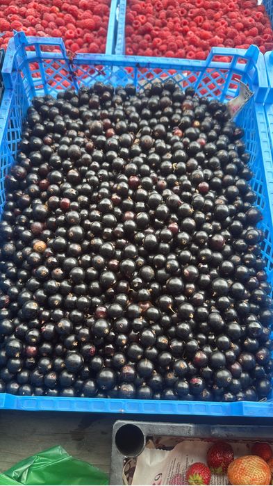 Продам домашную смородину