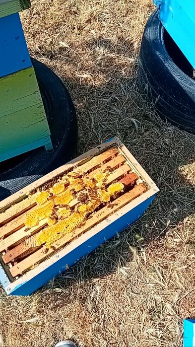 Нуклеуси от фибран