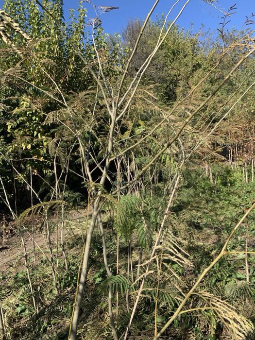 Албиция от Разсадник Караисен Генади Николов