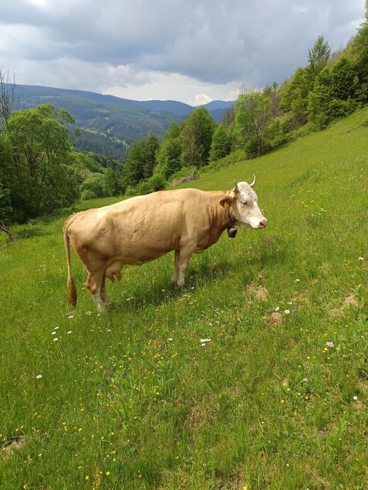Vacă de vanzare