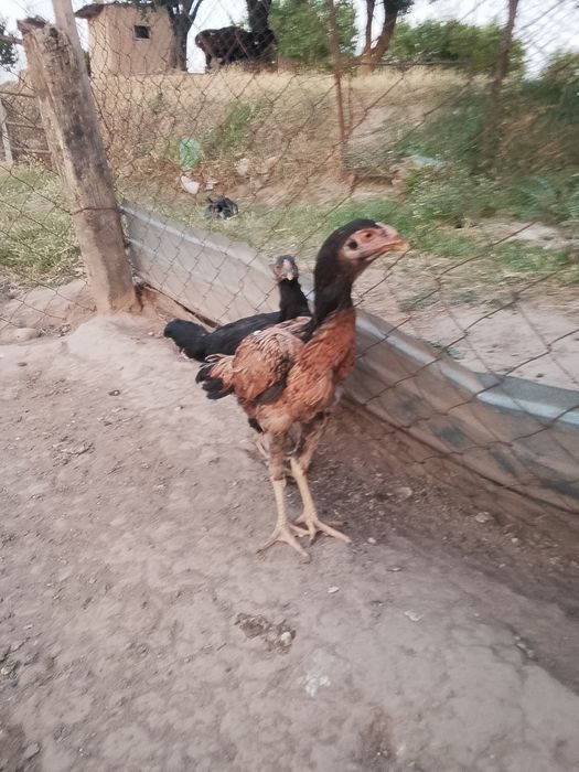 Дакан тауықтар сатылады 2 шт.
